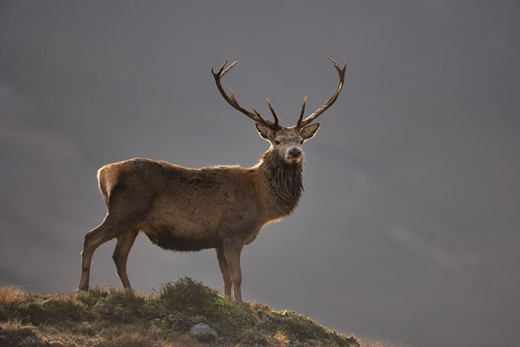 Red Deer - Cervus elaphus - stag backlit on moorland ridge. Sutherland, Scotland, UK. February 2006. 